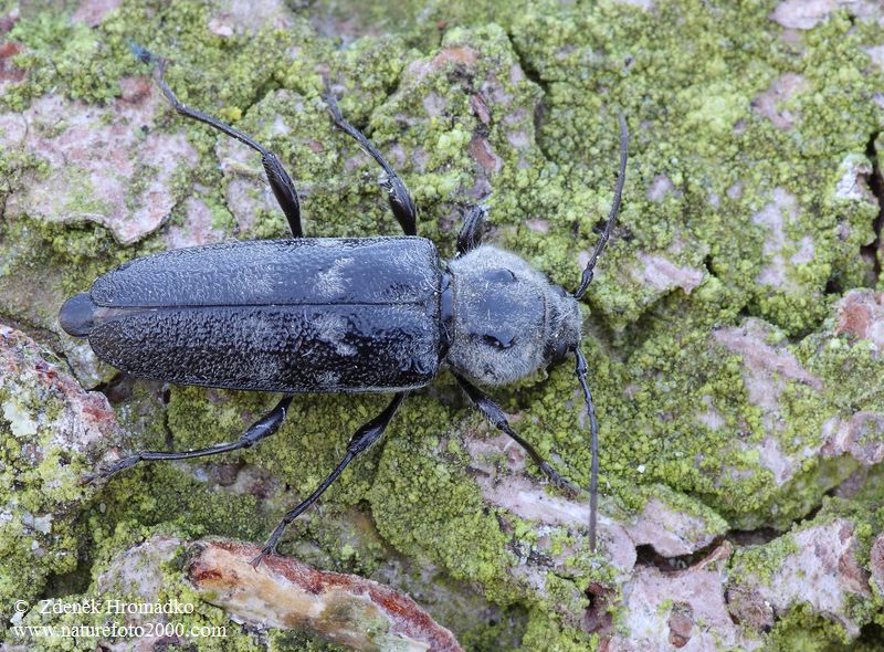 tesařík krovový, Hylotrupes bajulus (Linnaeus, 1758), Callidiini, Cerambycidae (Brouci, Coleoptera)
